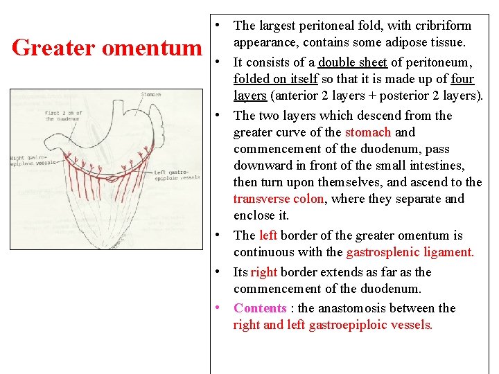 Greater omentum • The largest peritoneal fold, with cribriform appearance, contains some adipose tissue.