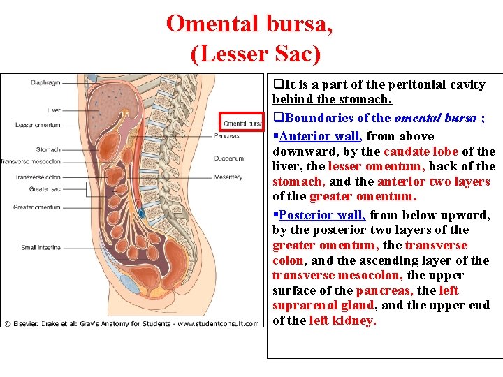 Omental bursa, (Lesser Sac) q. It is a part of the peritonial cavity behind