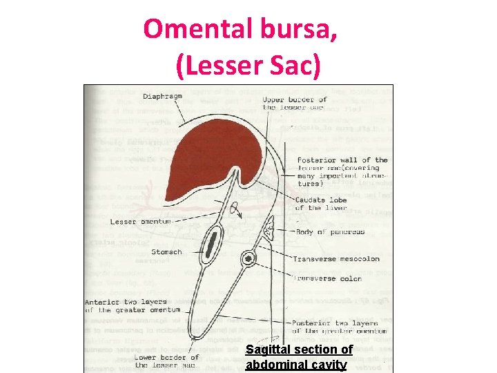 Omental bursa, (Lesser Sac) Sagittal section of abdominal cavity 