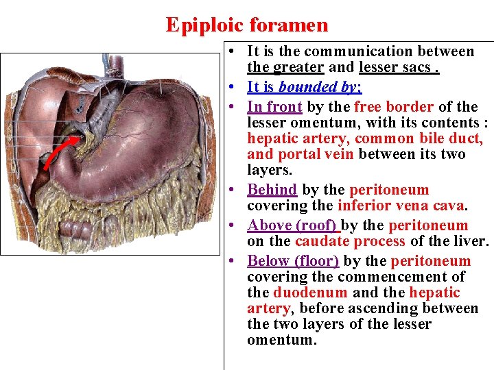 Epiploic foramen • It is the communication between the greater and lesser sacs. •