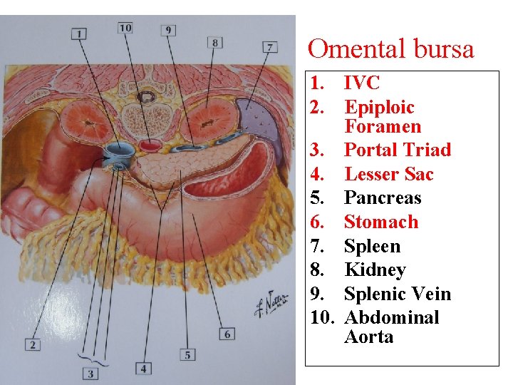 Omental bursa 1. IVC 2. Epiploic Foramen 3. Portal Triad 4. Lesser Sac 5.