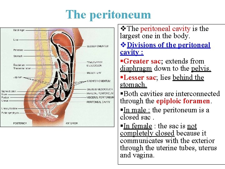 The peritoneum v. The peritoneal cavity is the largest one in the body. v.