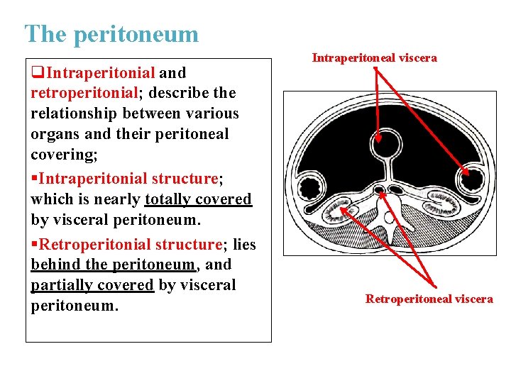 The peritoneum q. Intraperitonial and retroperitonial; describe the relationship between various organs and their