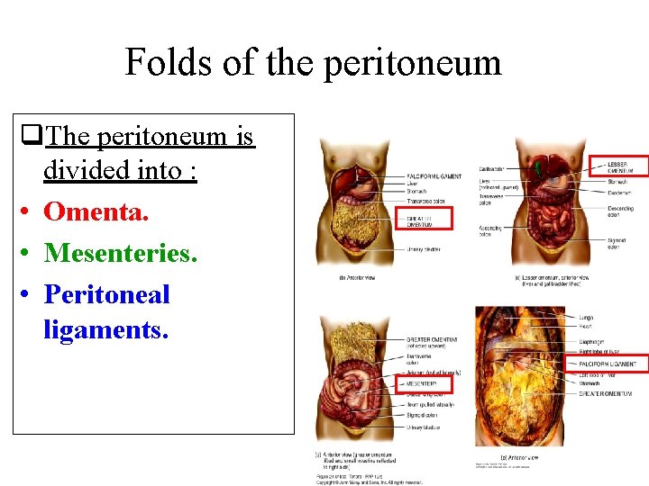 Folds of the peritoneum q. The peritoneum is divided into : • Omenta. •