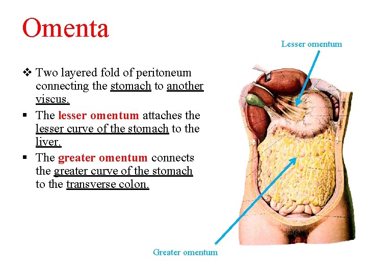 Omenta Lesser omentum v Two layered fold of peritoneum connecting the stomach to another