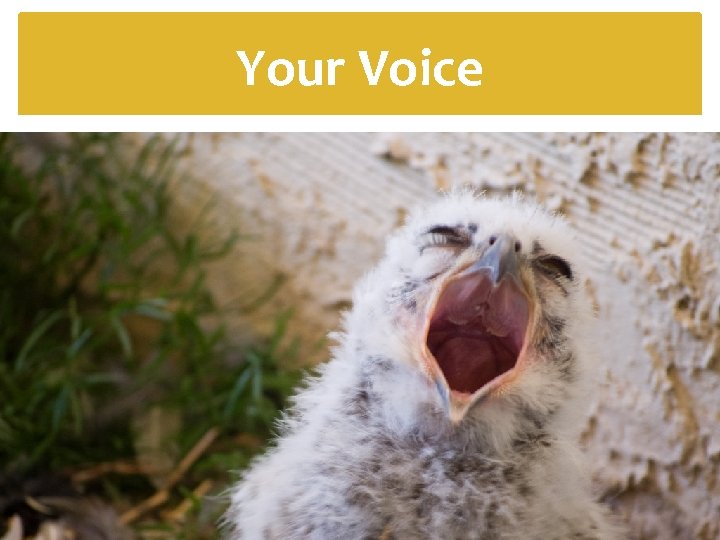 Your Voice 