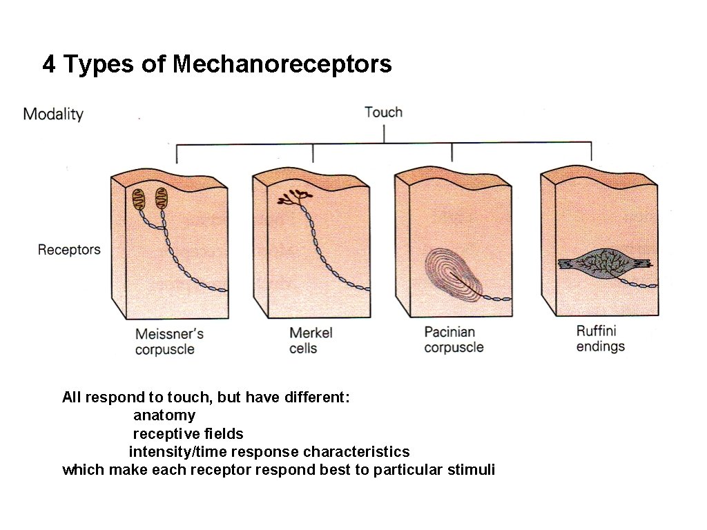4 Types of Mechanoreceptors All respond to touch, but have different: anatomy receptive fields 4 Types of Mechanoreceptors All respond to touch, but have different: anatomy receptive fields