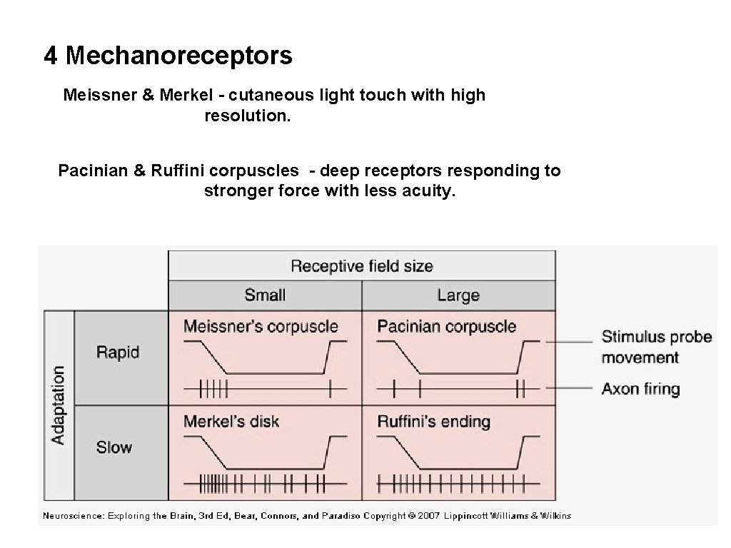4 Mechanoreceptors Meissner & Merkel - cutaneous light touch with high resolution. Pacinian & 4 Mechanoreceptors Meissner & Merkel - cutaneous light touch with high resolution. Pacinian &