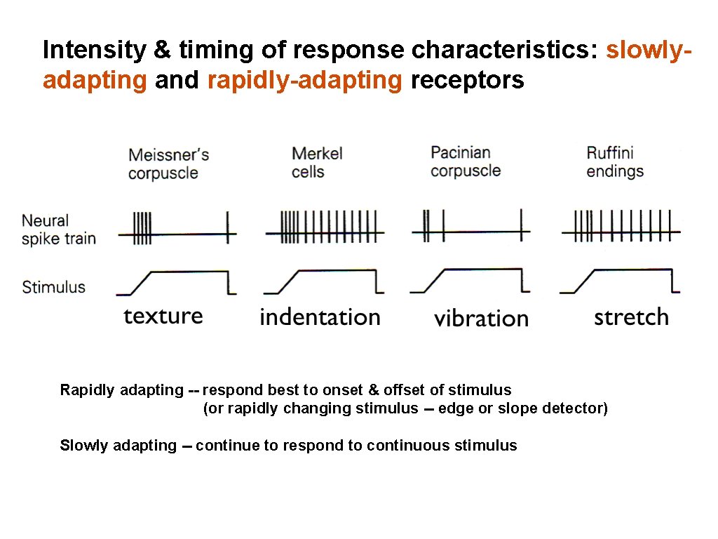 Intensity & timing of response characteristics: slowlyadapting and rapidly-adapting receptors Rapidly adapting -- respond Intensity & timing of response characteristics: slowlyadapting and rapidly-adapting receptors Rapidly adapting -- respond