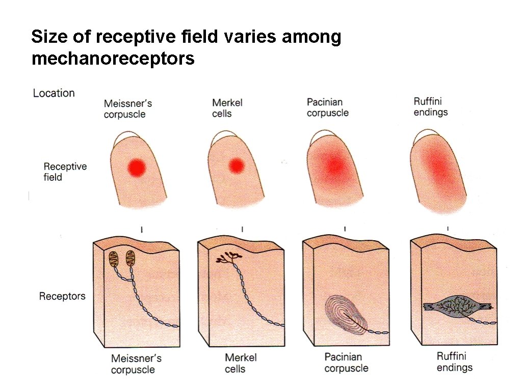 Size of receptive field varies among mechanoreceptors Size of receptive field varies among mechanoreceptors