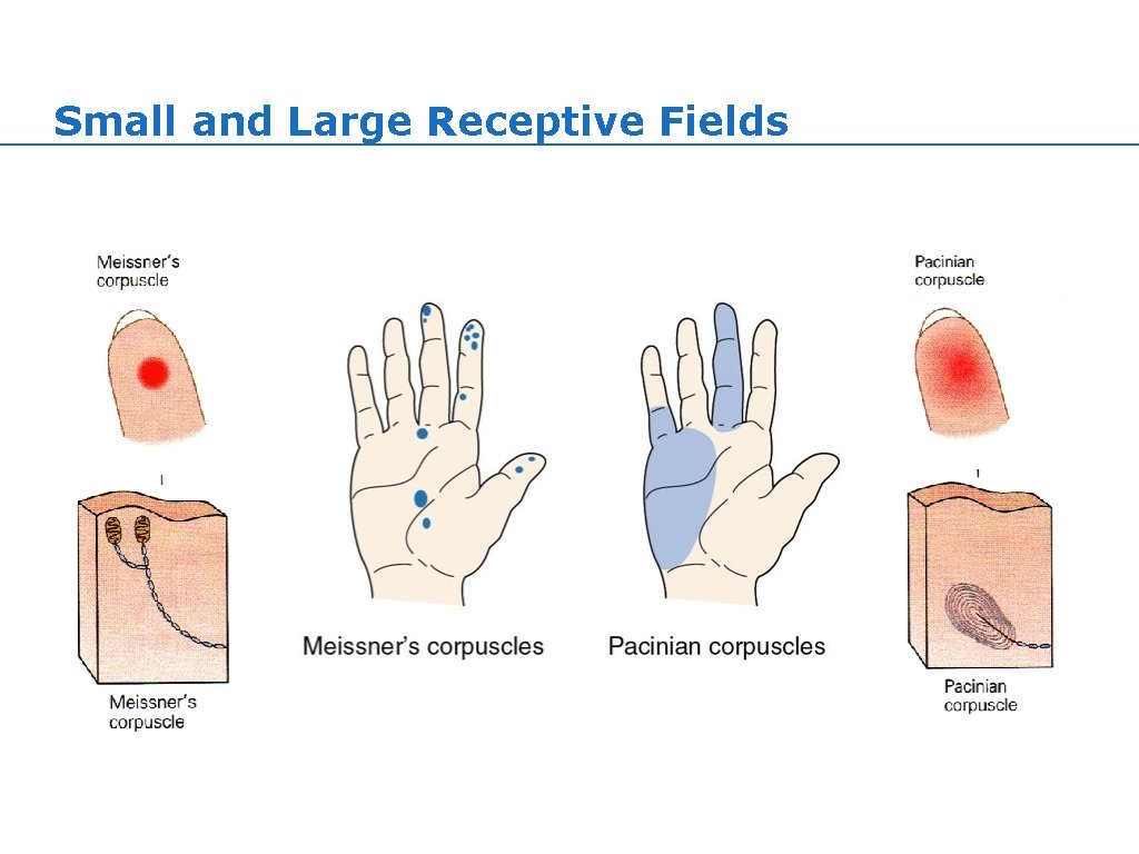 Small and Large Receptive Fields Small and Large Receptive Fields