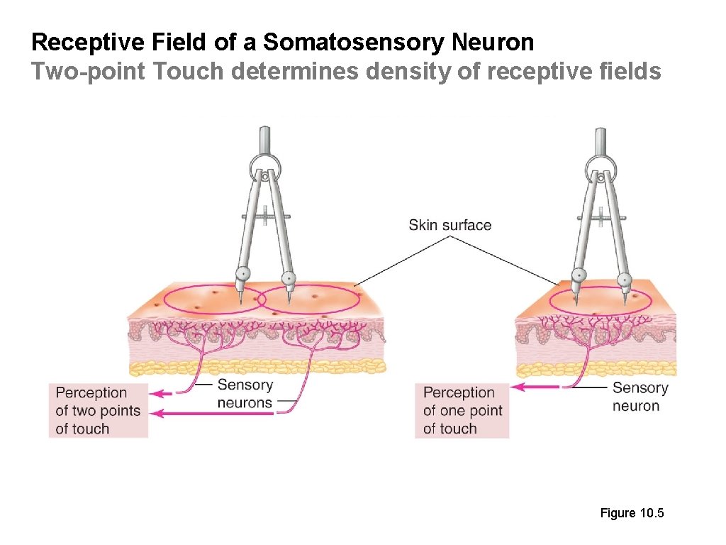 Receptive Field of a Somatosensory Neuron Two-point Touch determines density of receptive fields Figure Receptive Field of a Somatosensory Neuron Two-point Touch determines density of receptive fields Figure