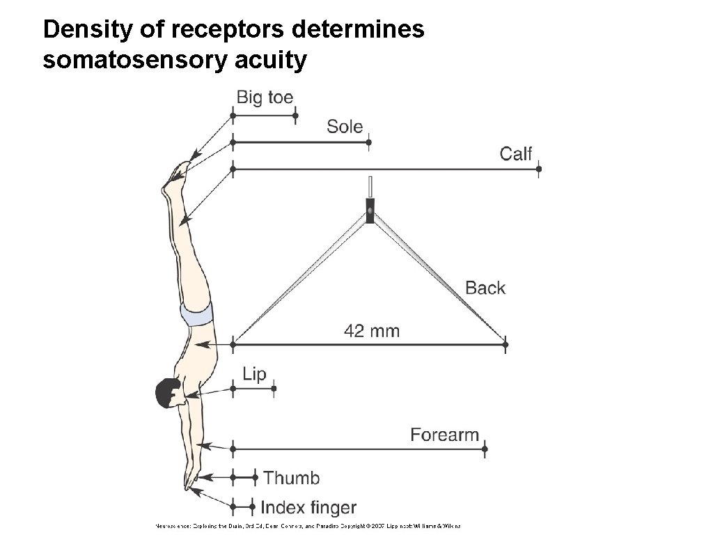 Density of receptors determines somatosensory acuity Density of receptors determines somatosensory acuity