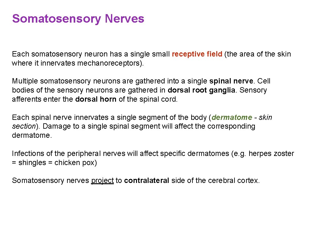 Somatosensory Nerves Each somatosensory neuron has a single small receptive field (the area of Somatosensory Nerves Each somatosensory neuron has a single small receptive field (the area of