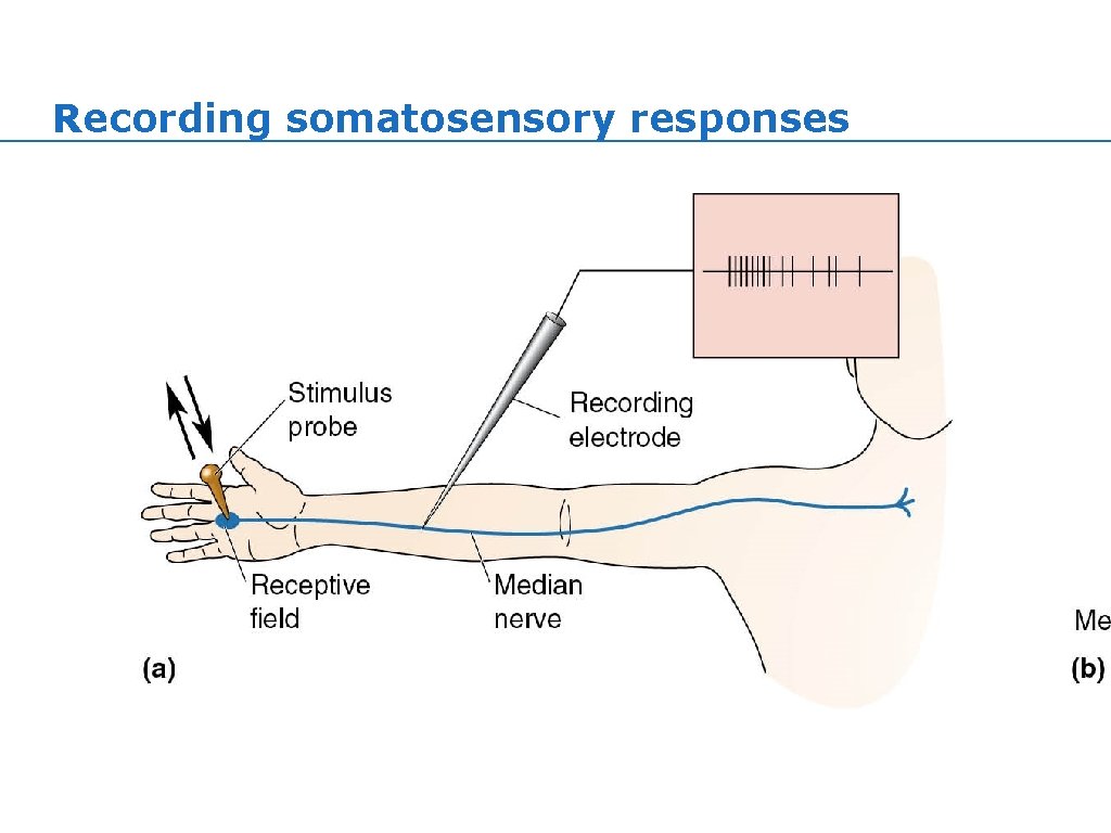 Recording somatosensory responses Recording somatosensory responses