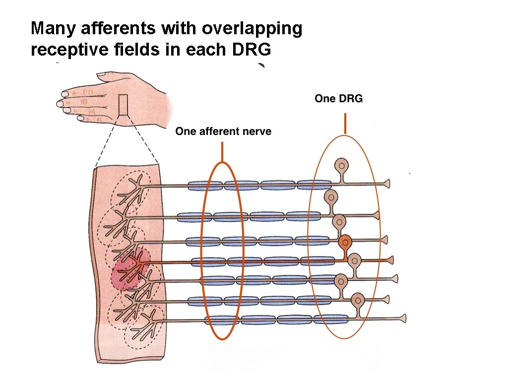Many afferents with overlapping receptive fields in each DRG Many afferents with overlapping receptive fields in each DRG