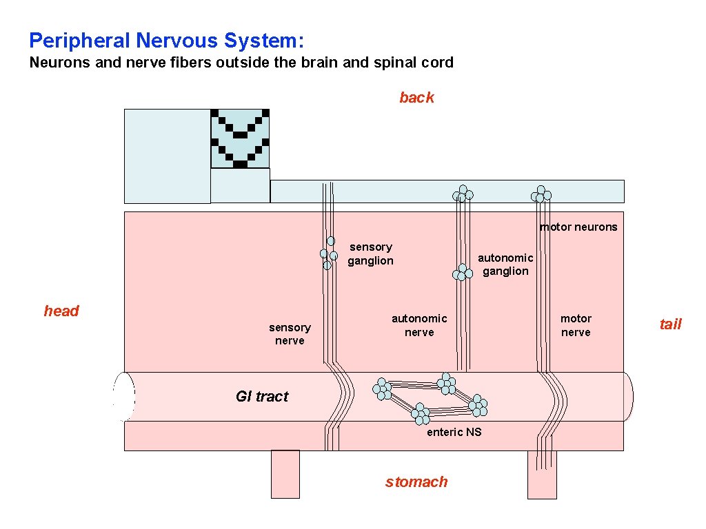 Peripheral Nervous System: Neurons and nerve fibers outside the brain and spinal cord back Peripheral Nervous System: Neurons and nerve fibers outside the brain and spinal cord back