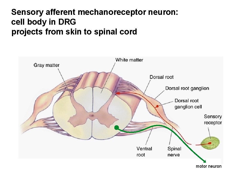 Sensory afferent mechanoreceptor neuron: cell body in DRG projects from skin to spinal cord Sensory afferent mechanoreceptor neuron: cell body in DRG projects from skin to spinal cord