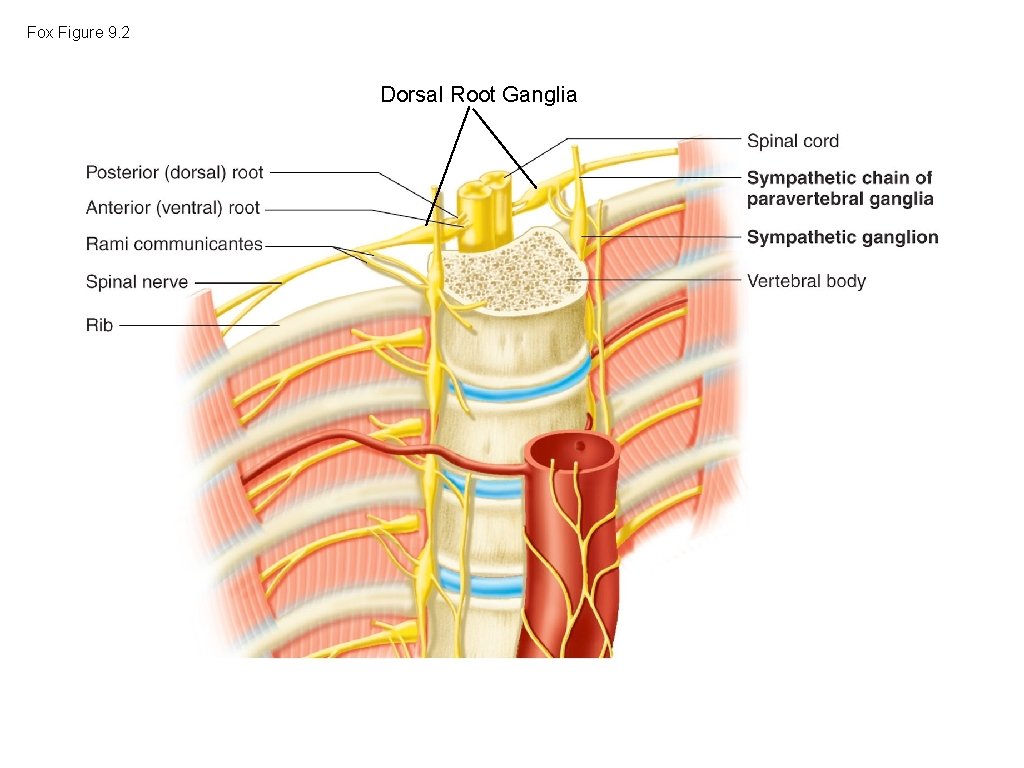 Fox Figure 9. 2 Dorsal Root Ganglia Fox Figure 9. 2 Dorsal Root Ganglia