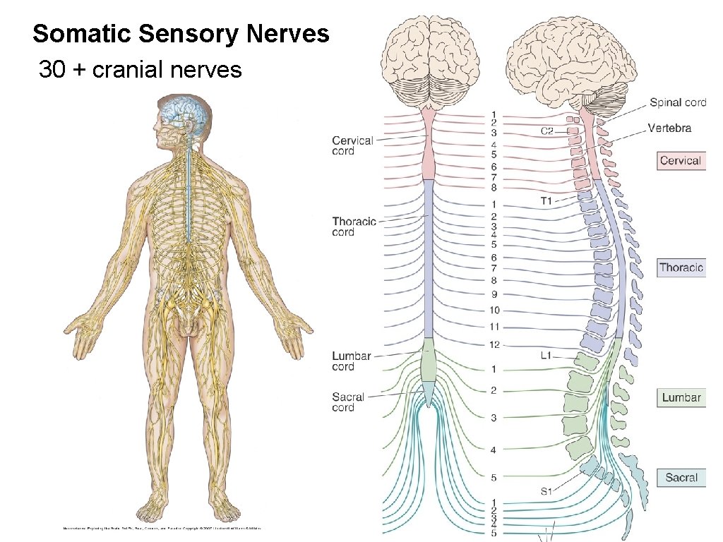 Somatic Sensory Nerves 30 + cranial nerves Somatic Sensory Nerves 30 + cranial nerves