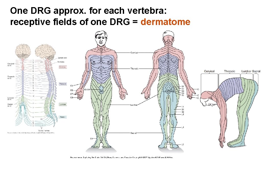 One DRG approx. for each vertebra: receptive fields of one DRG = dermatome One DRG approx. for each vertebra: receptive fields of one DRG = dermatome