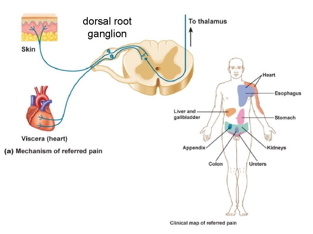 dorsal root ganglion dorsal root ganglion
