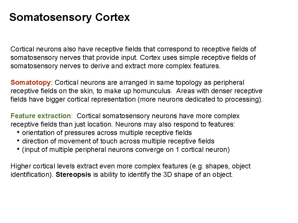 Somatosensory Cortex Cortical neurons also have receptive fields that correspond to receptive fields of Somatosensory Cortex Cortical neurons also have receptive fields that correspond to receptive fields of
