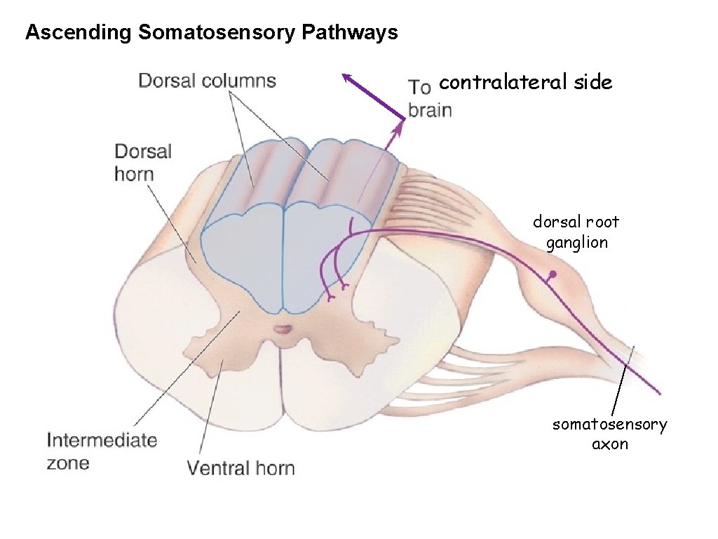 Ascending Somatosensory Pathways contralateral side dorsal root ganglion somatosensory axon Ascending Somatosensory Pathways contralateral side dorsal root ganglion somatosensory axon