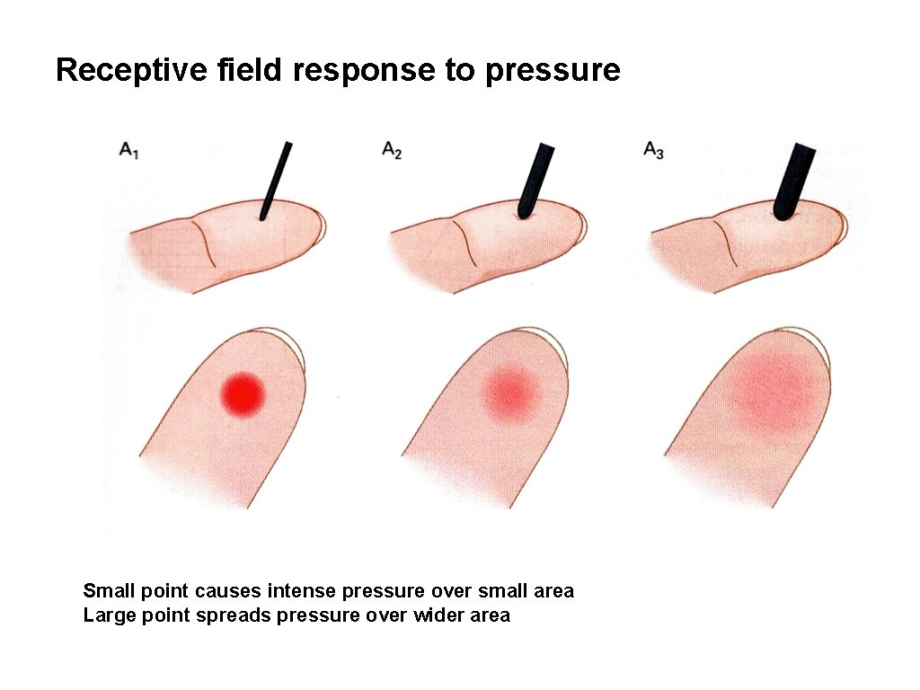 Receptive field response to pressure Small point causes intense pressure over small area Large Receptive field response to pressure Small point causes intense pressure over small area Large