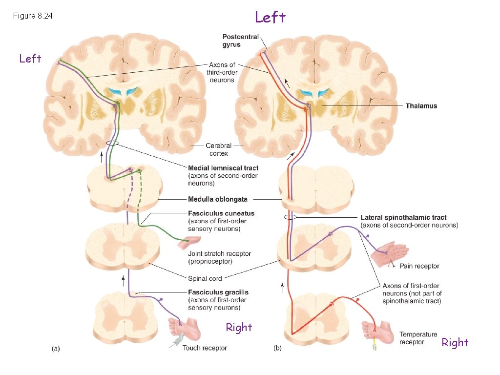Left Figure 8. 24 Left Right Left Figure 8. 24 Left Right