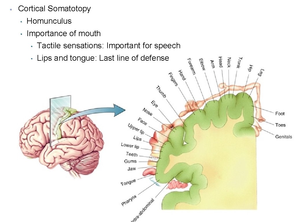 Cortical Somatotopy Homunculus Importance of mouth Tactile sensations: Important for speech Lips and tongue: Cortical Somatotopy Homunculus Importance of mouth Tactile sensations: Important for speech Lips and tongue: