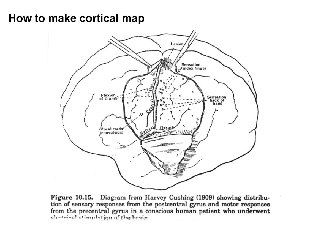 How to make cortical map How to make cortical map
