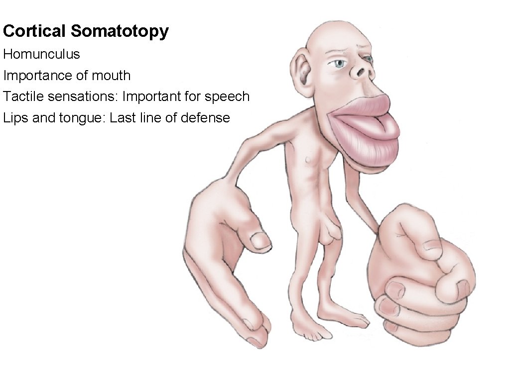Cortical Somatotopy Homunculus Importance of mouth Tactile sensations: Important for speech Lips and tongue: Cortical Somatotopy Homunculus Importance of mouth Tactile sensations: Important for speech Lips and tongue: