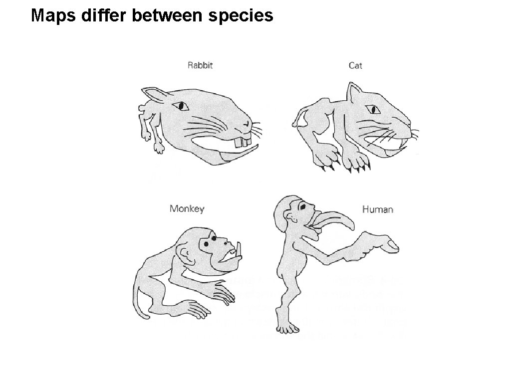 Maps differ between species Maps differ between species