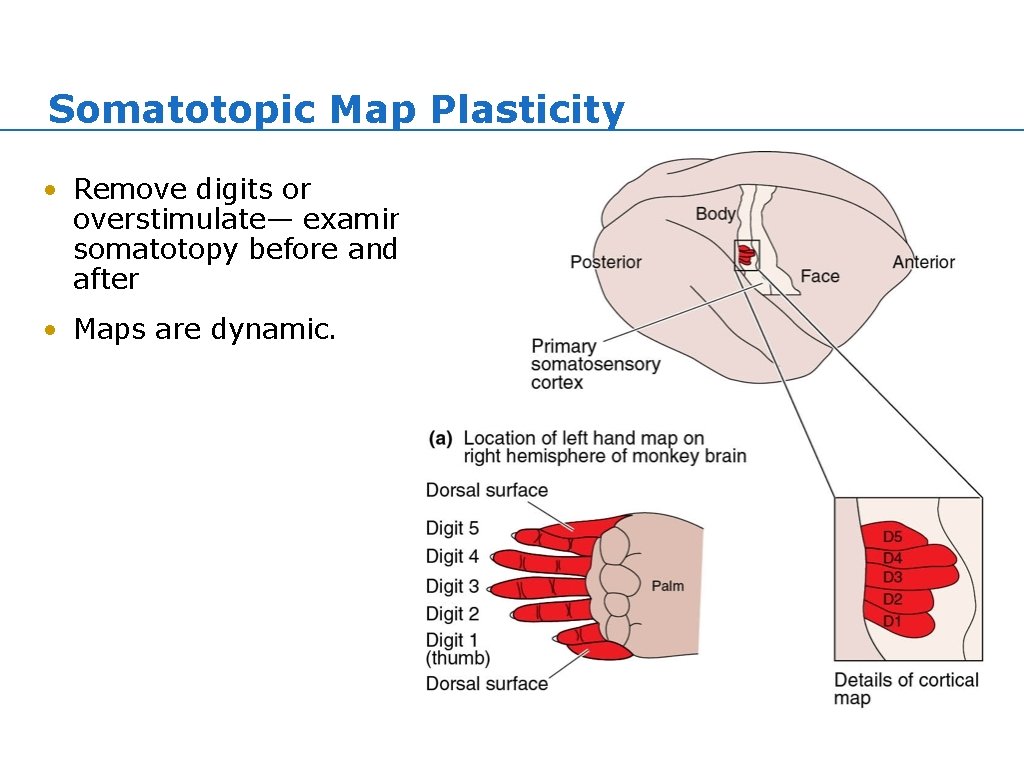 Somatotopic Map Plasticity • Remove digits or overstimulate— examine somatotopy before and after • Somatotopic Map Plasticity • Remove digits or overstimulate— examine somatotopy before and after •
