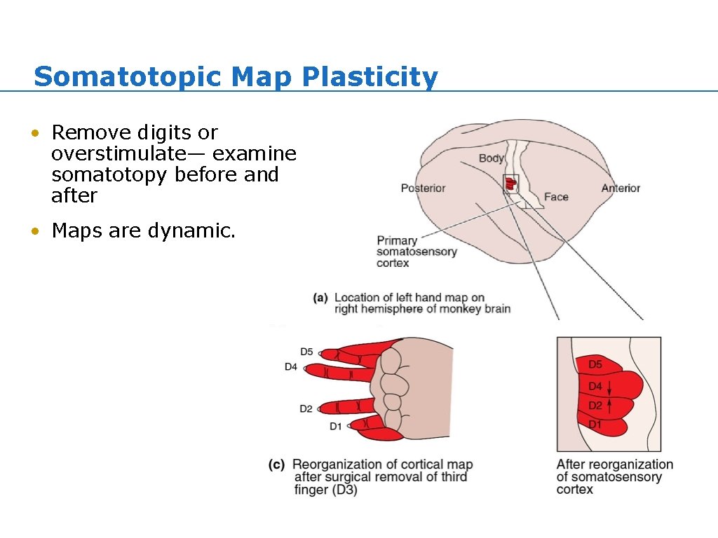 Somatotopic Map Plasticity • Remove digits or overstimulate— examine somatotopy before and after • Somatotopic Map Plasticity • Remove digits or overstimulate— examine somatotopy before and after •