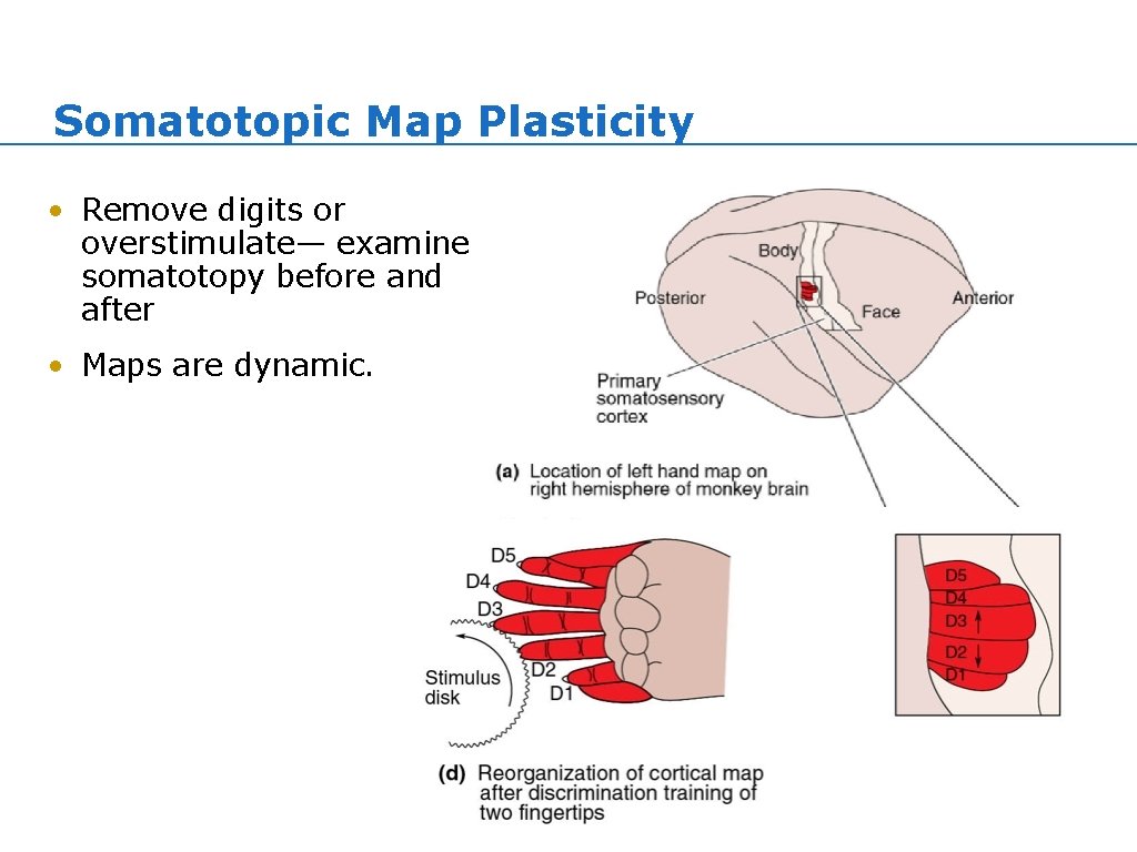 Somatotopic Map Plasticity • Remove digits or overstimulate— examine somatotopy before and after • Somatotopic Map Plasticity • Remove digits or overstimulate— examine somatotopy before and after •
