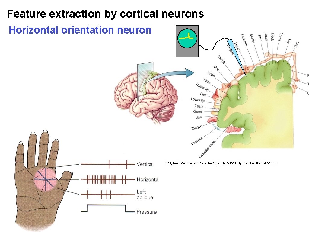 Feature extraction by cortical neurons Horizontal orientation neuron Feature extraction by cortical neurons Horizontal orientation neuron
