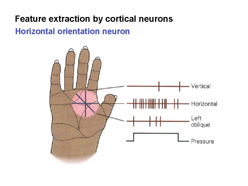 Feature extraction by cortical neurons Horizontal orientation neuron Feature extraction by cortical neurons Horizontal orientation neuron