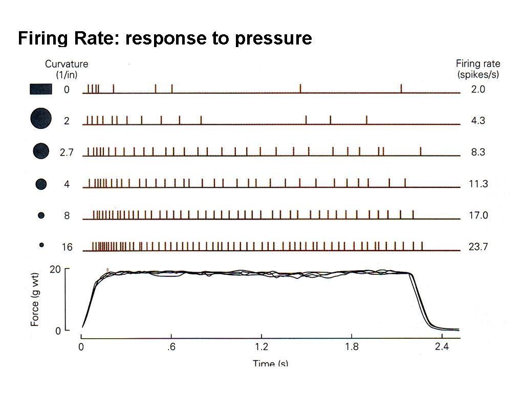 Firing Rate: response to pressure Firing Rate: response to pressure
