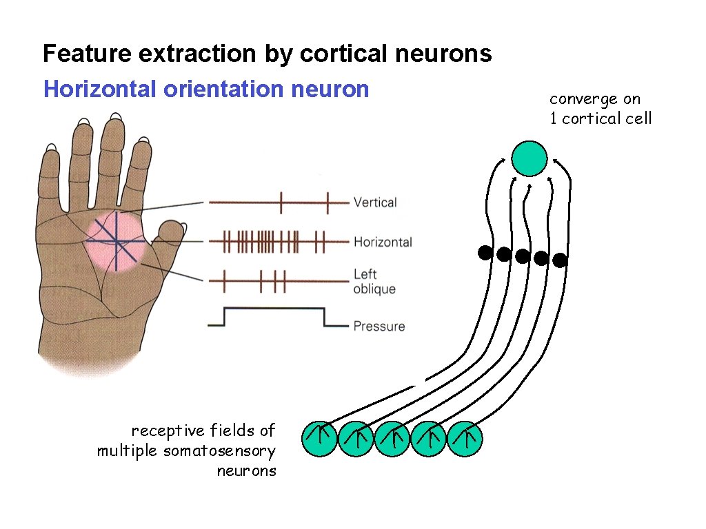 Feature extraction by cortical neurons Horizontal orientation neuron receptive fields of multiple somatosensory neurons Feature extraction by cortical neurons Horizontal orientation neuron receptive fields of multiple somatosensory neurons