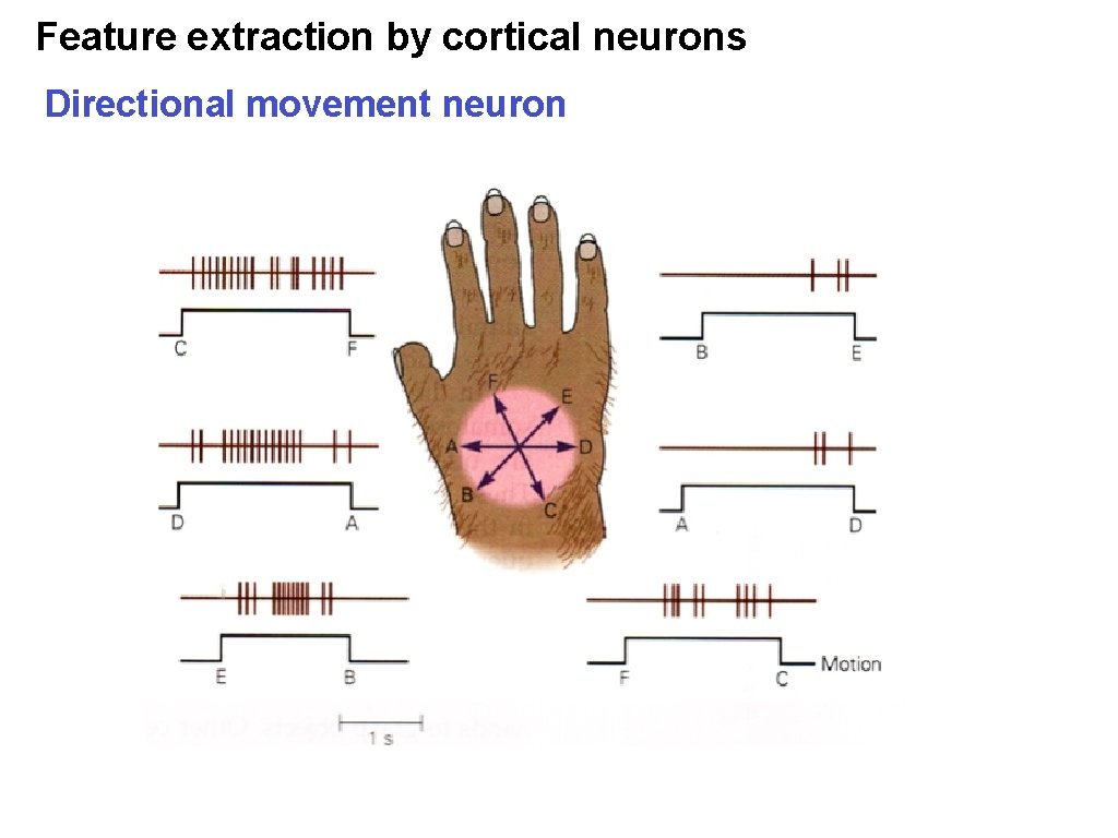 Feature extraction by cortical neurons Directional movement neuron Feature extraction by cortical neurons Directional movement neuron