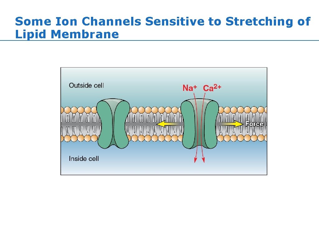 Some Ion Channels Sensitive to Stretching of Lipid Membrane Some Ion Channels Sensitive to Stretching of Lipid Membrane