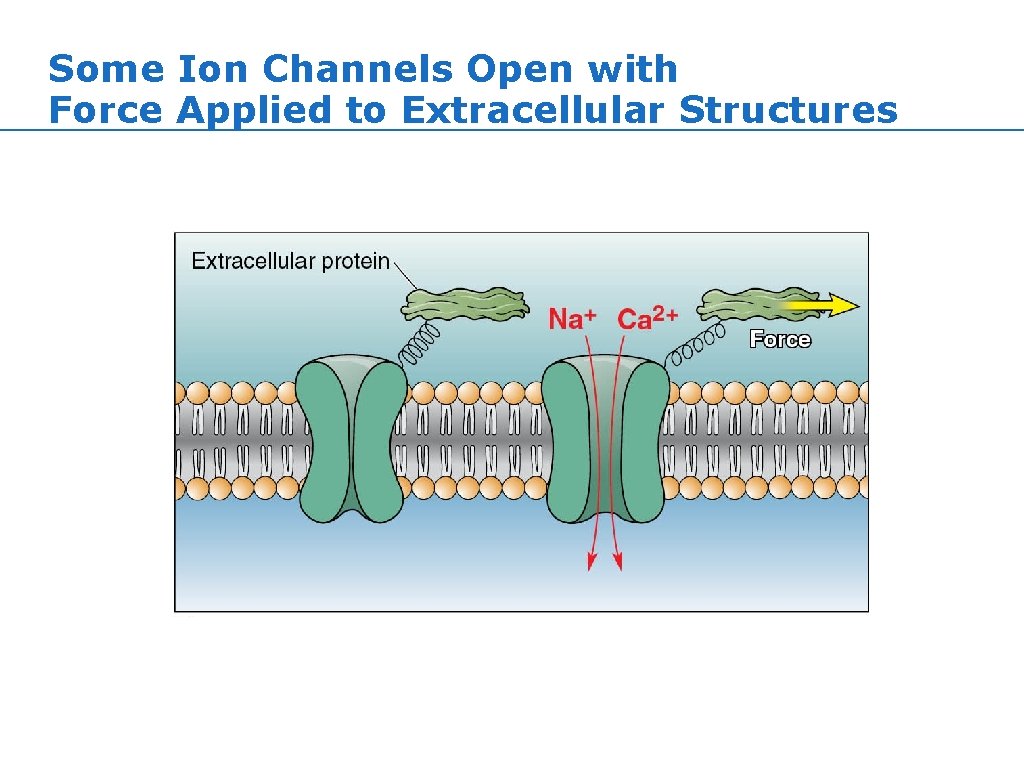 Some Ion Channels Open with Force Applied to Extracellular Structures Some Ion Channels Open with Force Applied to Extracellular Structures