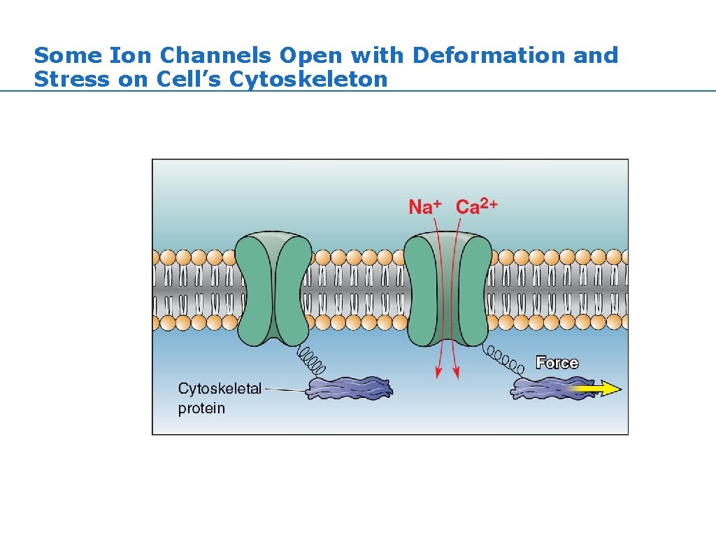 Some Ion Channels Open with Deformation and Stress on Cell’s Cytoskeleton Some Ion Channels Open with Deformation and Stress on Cell’s Cytoskeleton