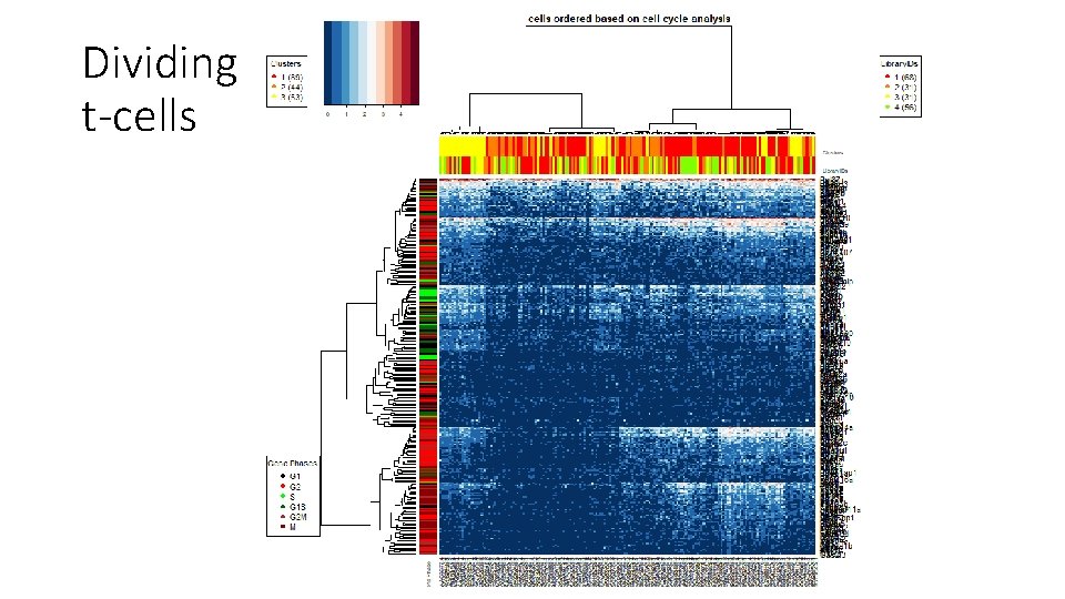 Cell Cycle Analysis Effect on sc RNASeq Analysis