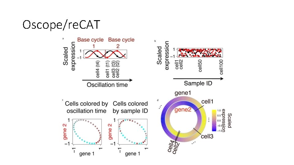 Cell Cycle Analysis Effect on sc RNASeq Analysis