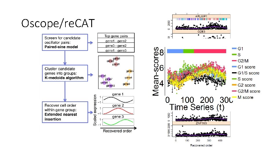 Cell Cycle Analysis Effect on sc RNASeq Analysis