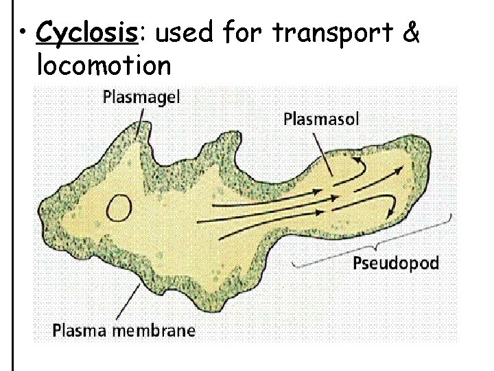  • Cyclosis: used for transport & locomotion 