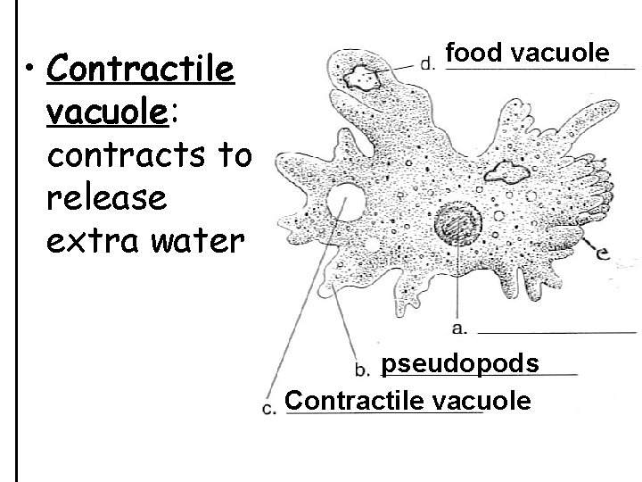  • Contractile vacuole: contracts to release extra water food vacuole pseudopods Contractile vacuole